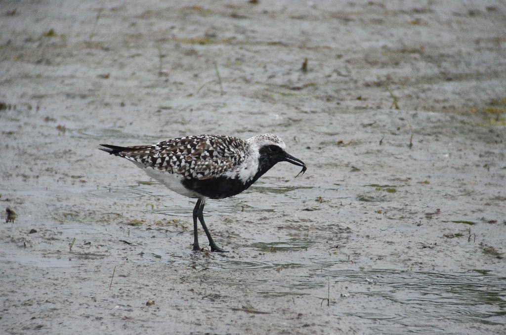 Plover, Black-bellied, 2012-05152158 Edwin B Forsythe NWR, NJ.JPG - Black-bellied Plover. Edwin B. Forsythe National Wildllife Refuge, NJ, 5-15-2012